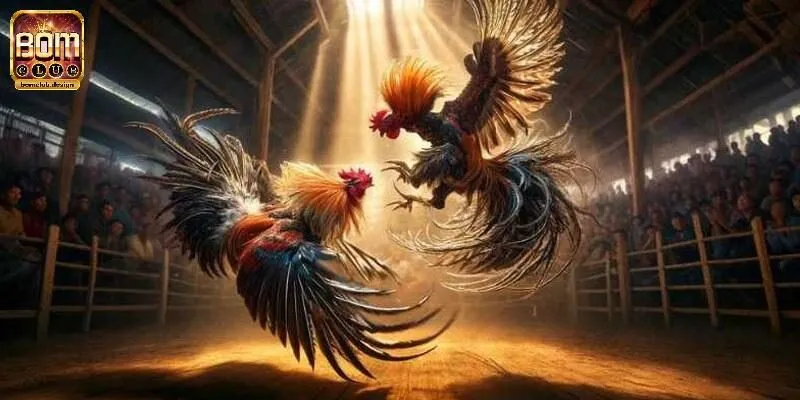 Phương pháp dự đoán chọi kê quen thuộc