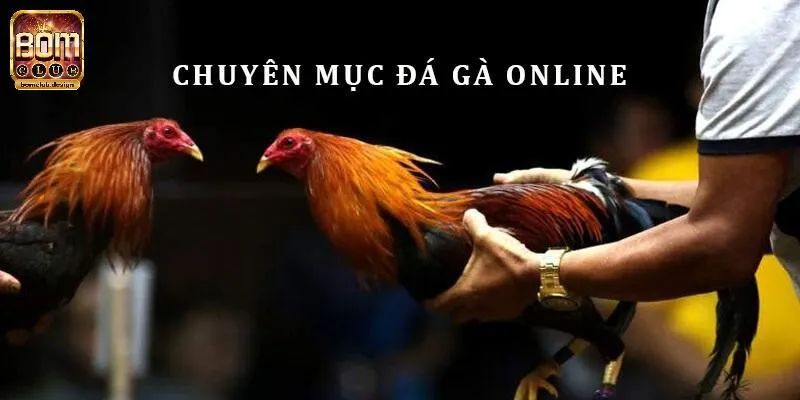 Đá gà mở ra sảnh cược ấn tượng cho mọi người trải nghiệm