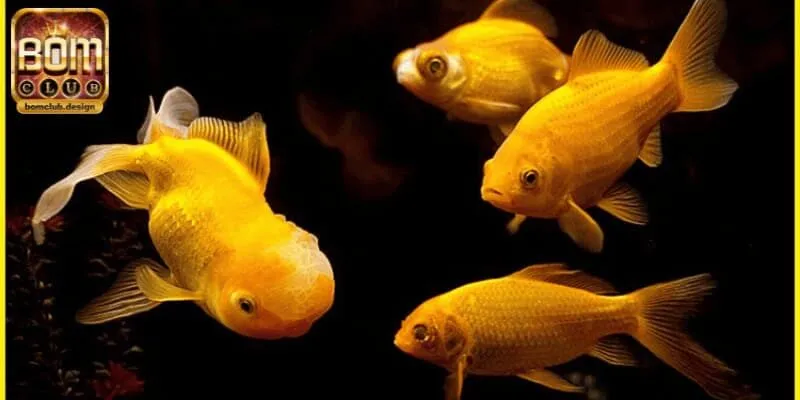 Điềm báo không tốt khi mơ thấy bản thân câu cá