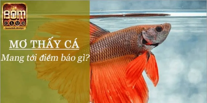 Trong giấc mộng bắt gặp cá đang nhảy lên bờ