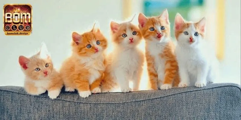 Mơ thấy mèo đi kèm với con số nào thường xuyên
