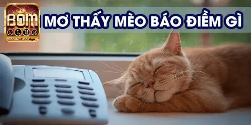 Giải mã giấc mơ thấy mèo điềm báo trước